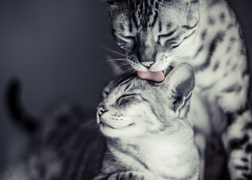 Почему кошка мурлычет