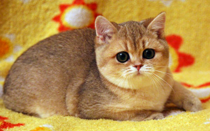 Британская шиншилла