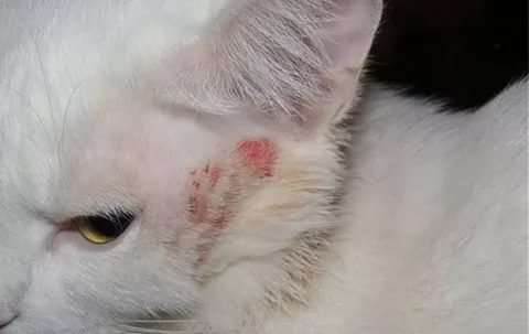 У кошки лезет шерсть