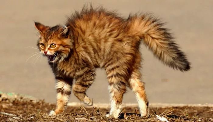 Как видят кошки