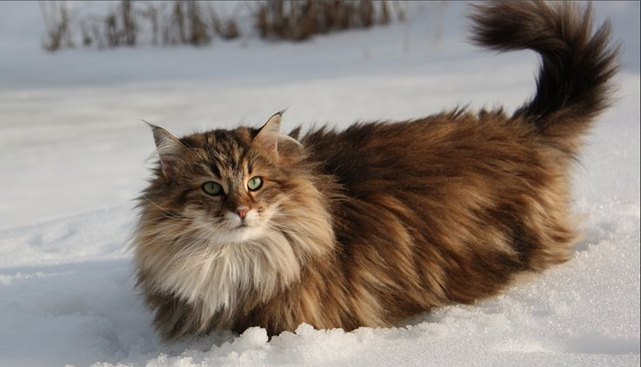 Кошки, похожие на рысь