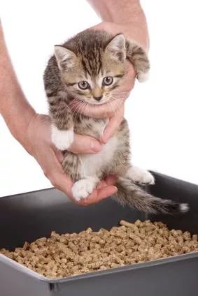 Как отучить кошку гадить