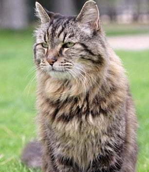 Возраст кошки по человеческим меркам