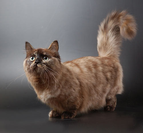 Манчкин &ndash; кошка с короткими лапами