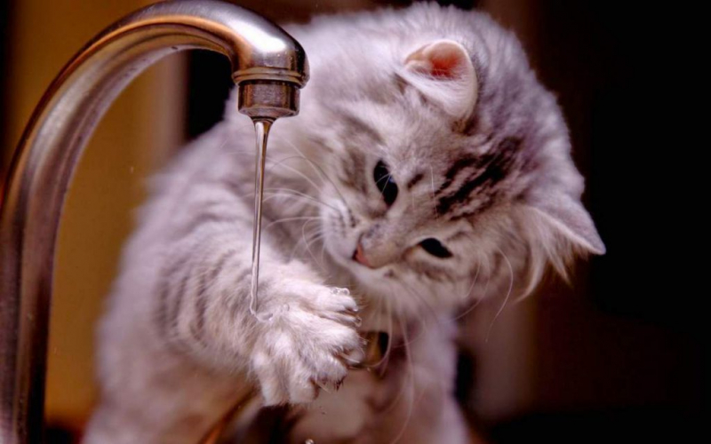 Мочекаменная болезнь у кошек