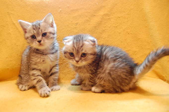 Шотландская вислоухая кошка