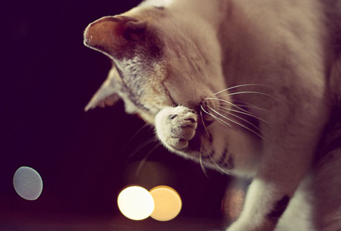 Насморк у кошки