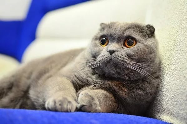 Шотландская вислоухая кошка