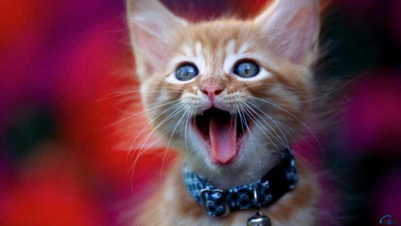 К чему снятся кошки