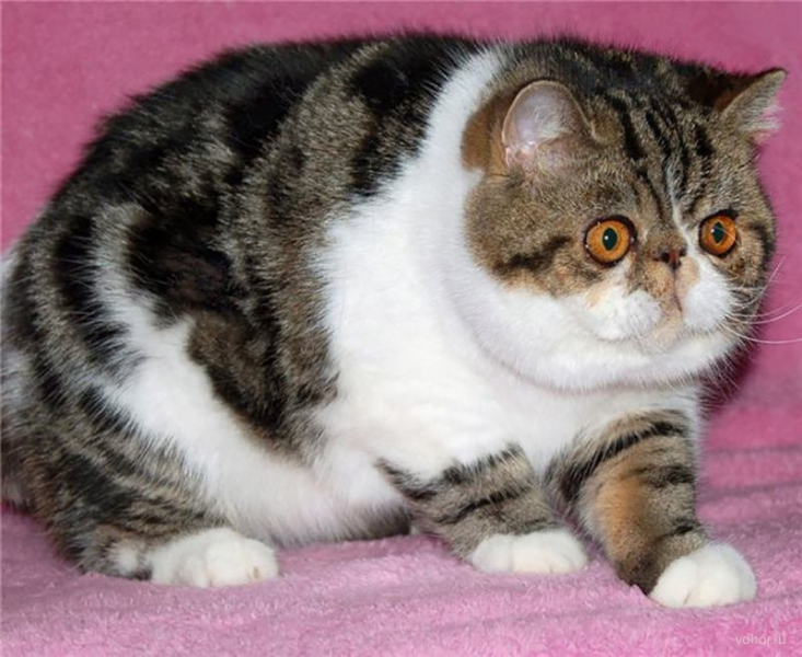 Экзотическая короткошерстная кошка