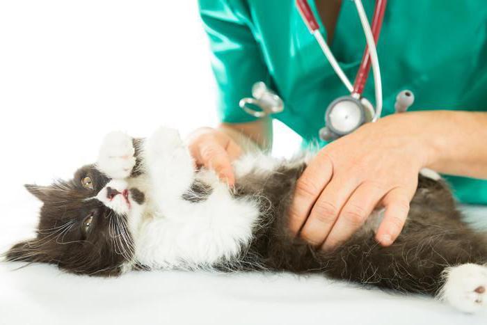 Пиометра у кошки