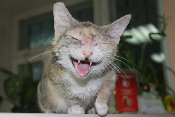 Подкожный клещ у кошек