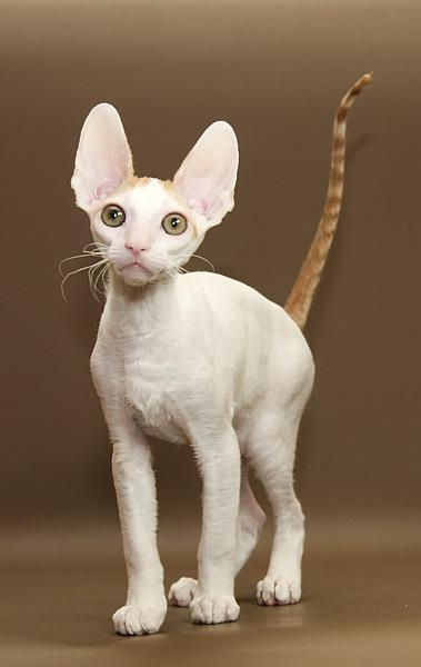 Кошка корниш рекс