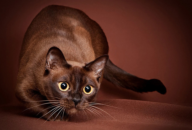 Самые умные кошки