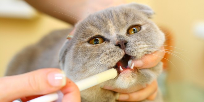 Стоп-зуд для кошек