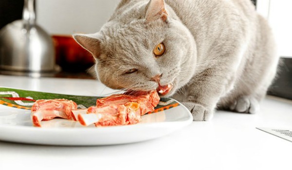 Чем кормить шотландскую кошку