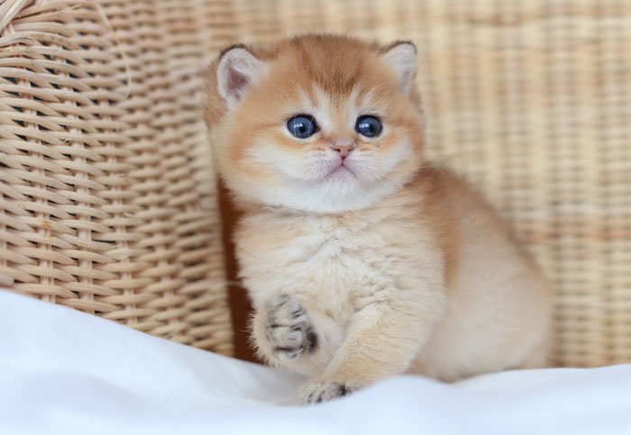 Британская шиншилла