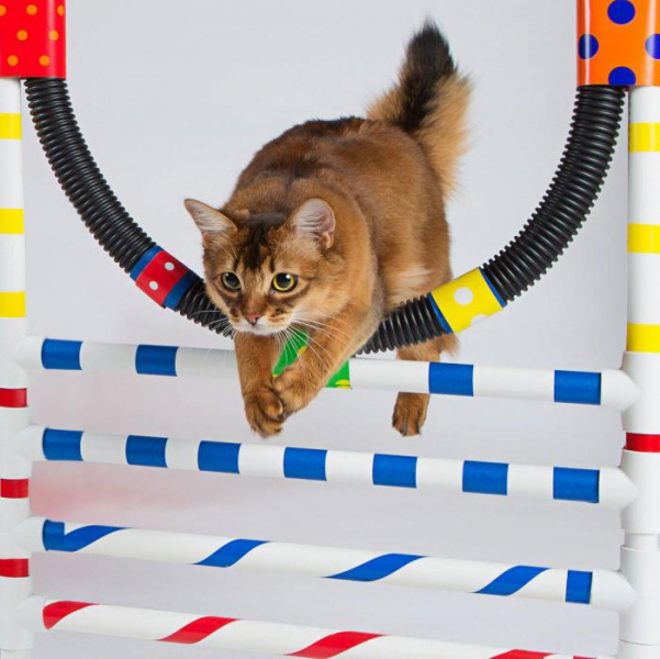 Как дрессировать кошек