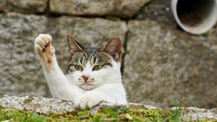 Как отучить кошку драть обои