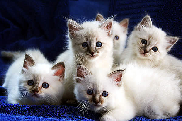 Бирманская кошка