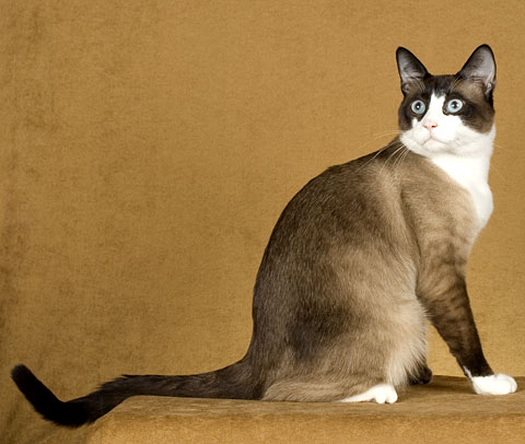 Кошка сноу-шу