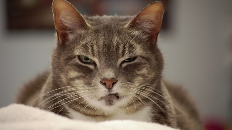 К чему снятся кошки