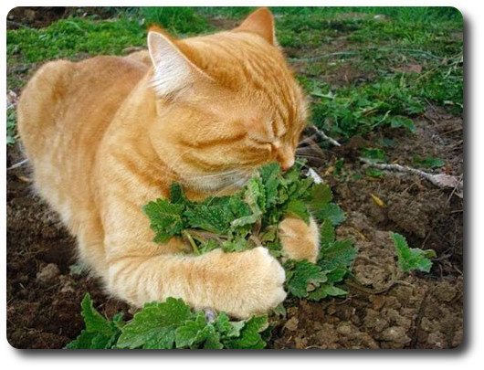 Почему кошка чихает