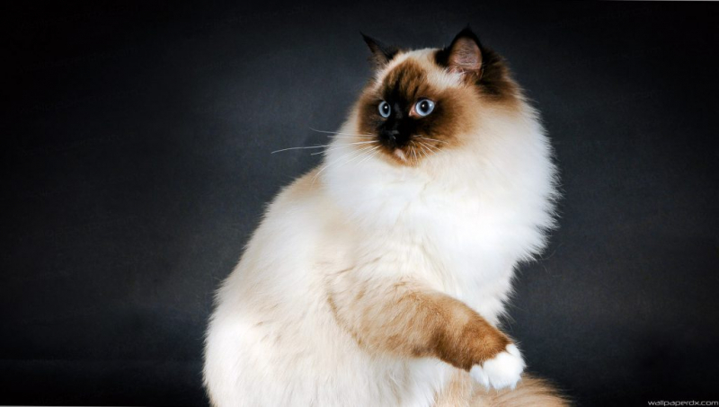 Кошка породы рэгдолл