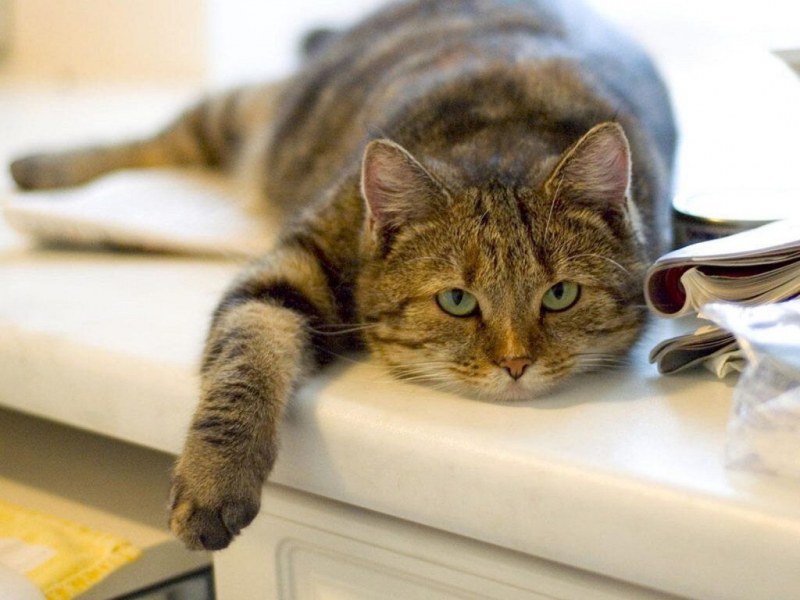 Препарат от температуры для кошек