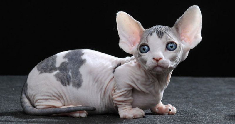 Породы кошек с фотографиями