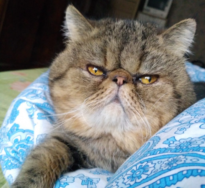 Экзотическая короткошерстная кошка