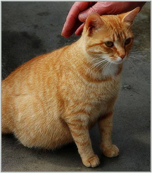 Роды у кошки