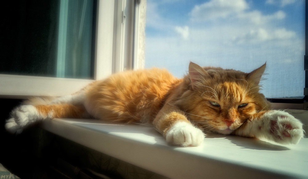 Чем кормить шотландскую кошку