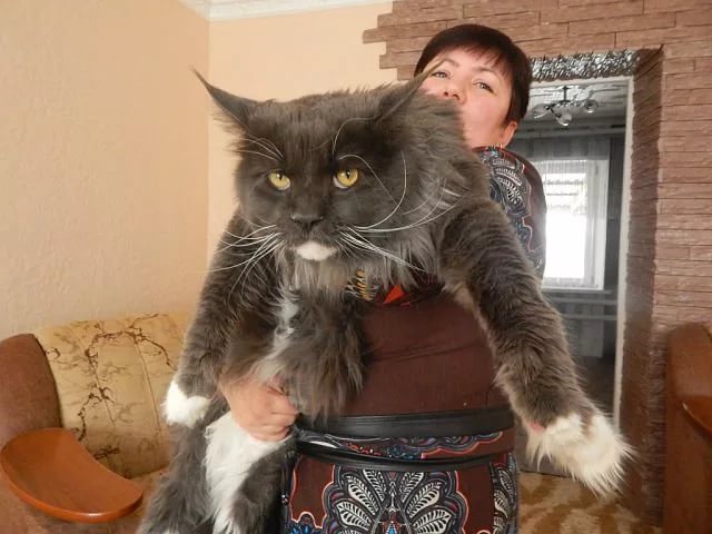 Кошка Мейн-кун