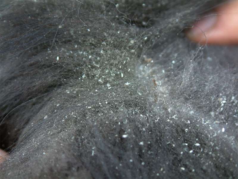 Перхоть у кошки