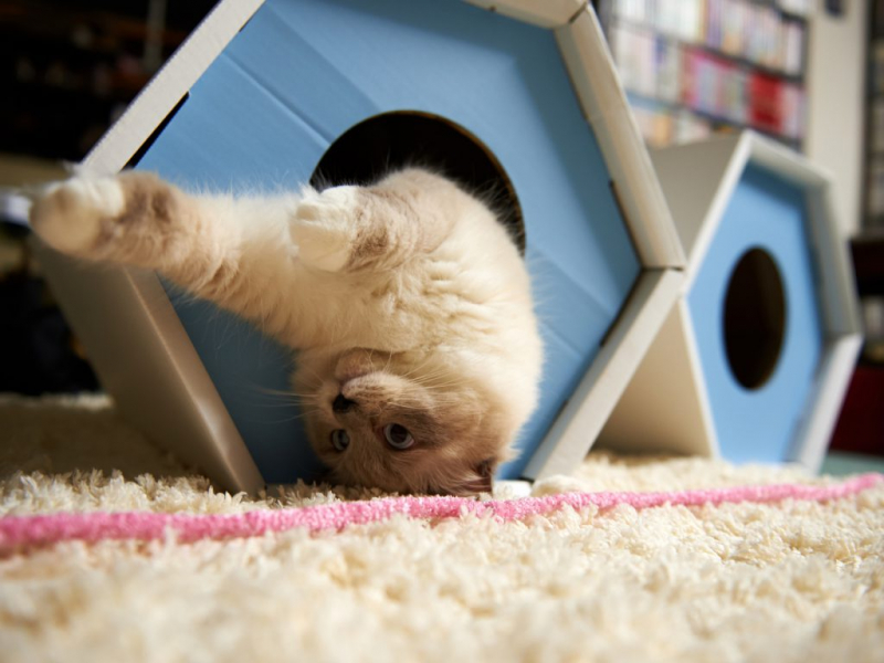 Домики для кошек