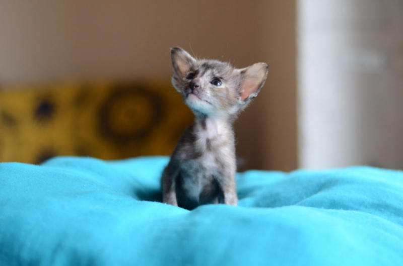 Породы кошек для детей