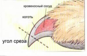 Как подстричь когти кошке