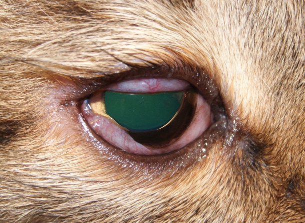 Конъюнктивит у кошек