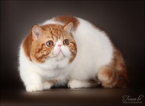 Экзотическая короткошерстная кошка