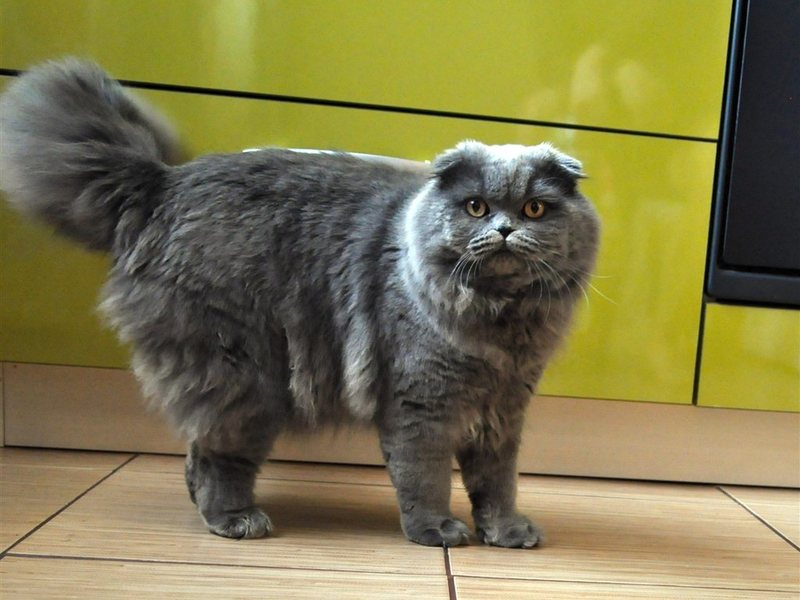Шотландская длинношерстная кошка
