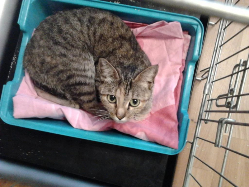 Как стерилизуют кошек