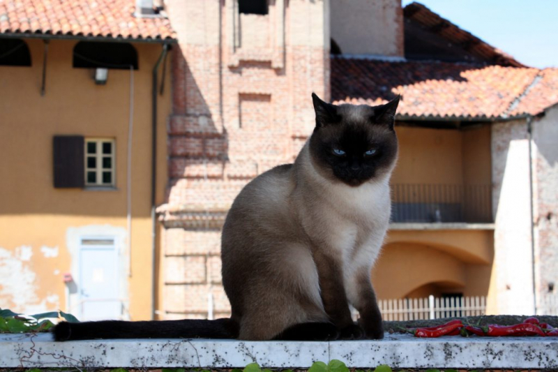 Тайская кошка