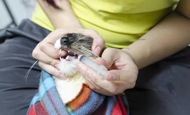 Фоспренил для кошек