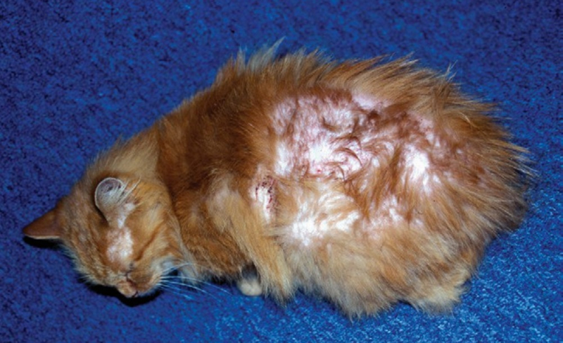 Аллергия у кошек