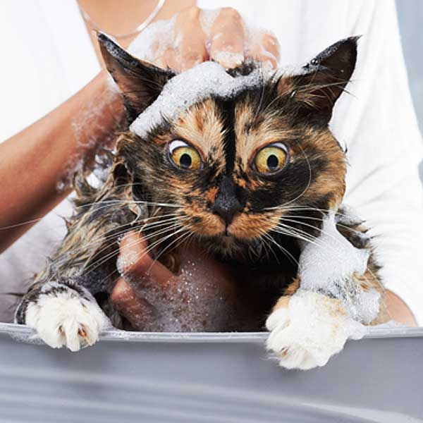 Как часто мыть кошку