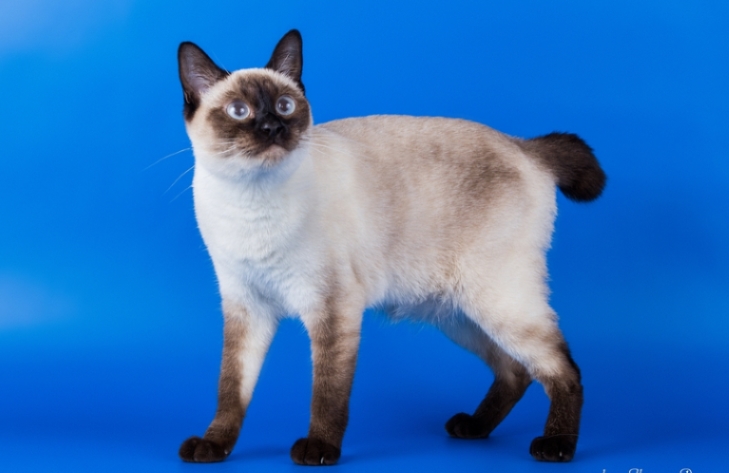 Самые маленькие кошки