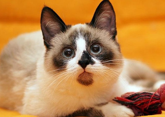 Кошка сноу-шу