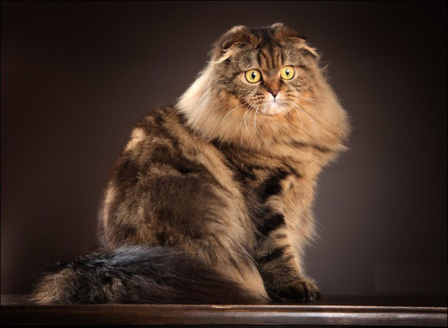 Шотландская длинношерстная кошка