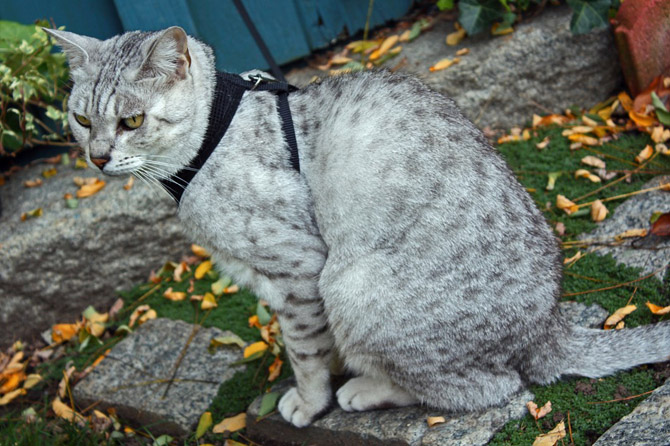 Египетская мау